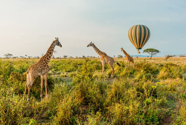 Balloon Safari In Serengeti
